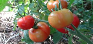 Sachalino pomidorų charakteristikos ir veislės aprašymas