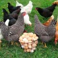 حفظ ورعاية الدجاج البياض في المنزل للمبتدئين