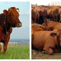 Características del ganado y país de cría, clasificación.
