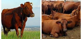Карактеристике говеда и земља у којој се узгајају, класификација