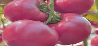 Pomidorų veislės „Pink Samson F1“ aprašymas ir savybės, derlius