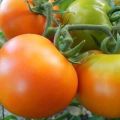 Opis odrody paradajka Golden tchán a jej vlastnosti
