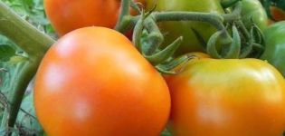 Beskrivning av sorten tomat Gyllene svärmor och dess egenskaper