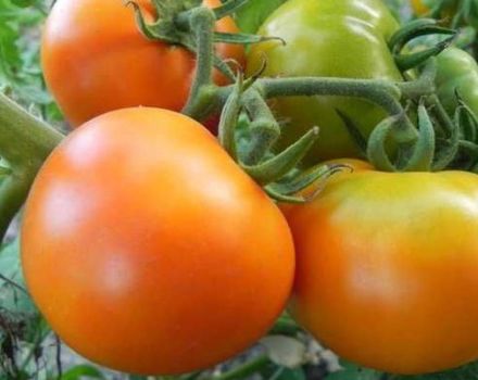 Popis odrůdy rajče Golden tchán a její vlastnosti