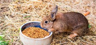 Kunnen konijnen haver krijgen en hoe is het goed?