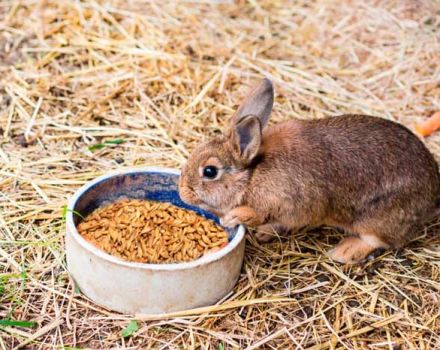 Ai conigli può essere data l'avena e come è giusto