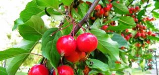 Beschrijving, kenmerken en oorsprong van de Yagodnaya-appelvariëteit, de regels voor teelt en verzorging