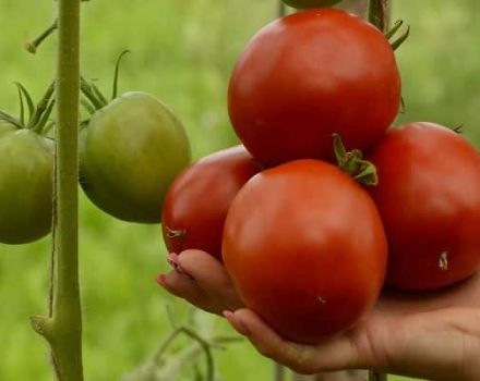 Obuolių pomidorų veislės Lipeckas aprašymas, auginimo ir priežiūros ypatumai