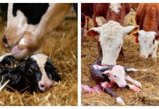 Forkert præsentation af fosteret i køerne, og hvad man skal gøre med patologisk fødsel