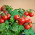 Žingsnis po žingsnio auginkite vyšninius pomidorus balkone