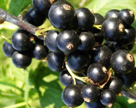 Egenskaper och beskrivning av Bagira vinbärsorten, plantering och vård