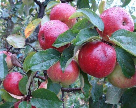 Beskrivning och egenskaper hos Antey-äppelträdet, regler för plantering och vård