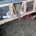 Nijanse držanja zečeva u kavezima, prednosti i nedostatke za početnike