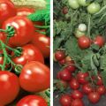 Beskrivning av tomatsorten My love och dess egenskaper