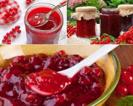 Mga nangungunang 2 mga recipe para sa paggawa ng 5-minutong pulang currant jelly para sa taglamig