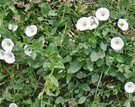 The best control measures, how to permanently get rid of the bindweed on the site
