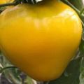 Pomidorų veislės „Auksinis karalius“ aprašymas, auginimo ir priežiūros ypatybės