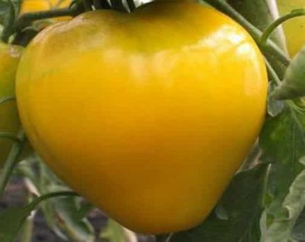 Beskrivelse af variationen af ​​tomat Golden King, funktioner i dyrkning og pleje