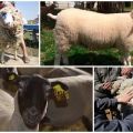 Co se rozumí bonitací ovcí a jejich odrůd, pravidly pro