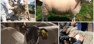 Wat wordt bedoeld met de bonitisatie van schapen en zijn variëteiten, de regels voor