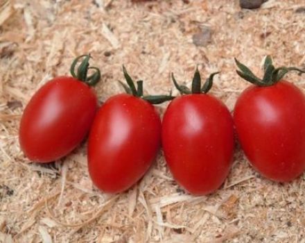 Charakteristika a opis odrody paradajok Caramel, vlastnosti poľnohospodárskej technológie