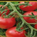 Description de la variété de tomate Malvina, conditions de croissance et prévention des maladies