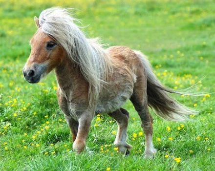 Beskrivelse og karakteristika for heste af Falabella-racen, egenskaber ved indholdet