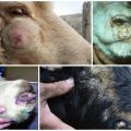 Начини заразе и симптоми малих богиња код коза и оваца, методе лечења и последице