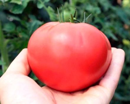 Pomidorų veislės „Pink Paradise“ charakteristikos ir aprašymas, derlius
