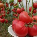 Egenskaper och beskrivning av variationen av tomat Robin