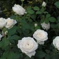 Descrizione e regole per la coltivazione di varietà ibride di rose tea Anastasia