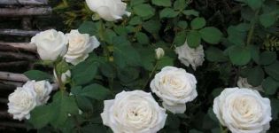 Descripción y reglas para el cultivo de variedades híbridas de rosas de té Anastasia.