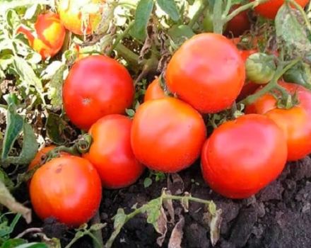 Opis odrody paradajok Lyubimets z moskovského regiónu a charakteristiky