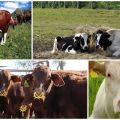 Lista de apodos de vacas fáciles y hermosos, nombres populares e inusuales