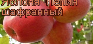 Egenskaper och beskrivning av äppelsorten Pepinsafran, funktioner för odling och vård