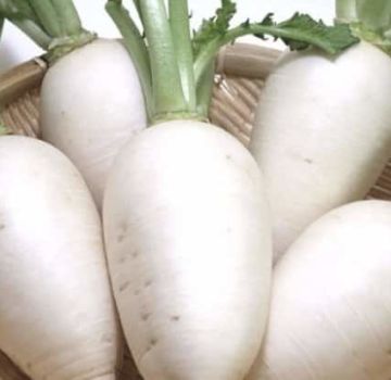 Useful properties and contraindications of white radish for the human body