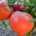 Pomidorų veislės aprašymas Mėgstamiausia šventė, jos derlius
