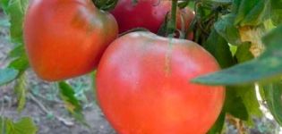 Tomaattilajikkeen kuvaus Suosikkiloma, sen sato