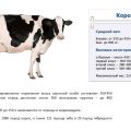 Wie viele Kilogramm durchschnittlich und maximal eine Kuh wiegen kann, wie messen