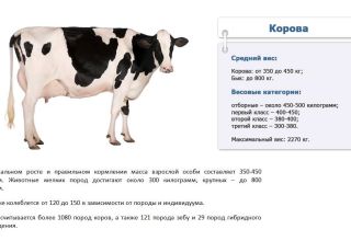 Hoeveel kilogrammen gemiddeld en maximaal een koe kan wegen, hoe te meten