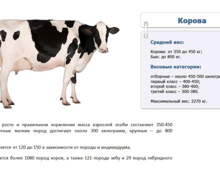 Combien de kilogrammes en moyenne et maximum une vache peut peser, comment mesurer