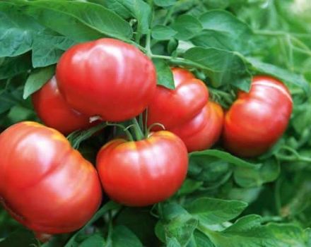 Vityaz domates çeşidinin tanımı ve özellikleri, verim ve yetiştirme