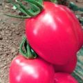 Beskrivelse af tomatsorten Pink Pioneer