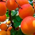 Rusų abrikosų įvairovės aprašymas, vaisių ir jų priežiūros ypatybės