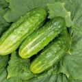 Beschrijving van de variëteit aan komkommers Hector, Buyan, Malyshok, Nadezhda en Grasshopper en hun kenmerken