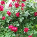 Beschrijving van de beste variëteiten van Canadese rozen, planten en verzorgen in het open veld