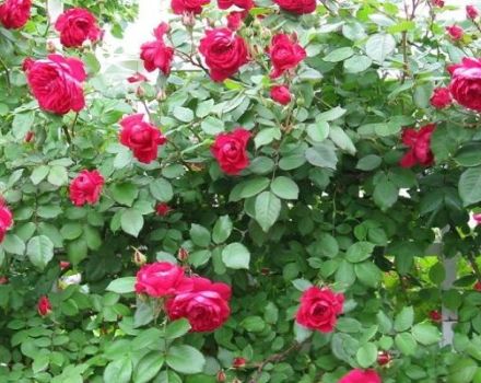 Descrizione delle migliori varietà di rose canadesi, semina e cura in campo aperto