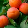 Egenskaper av sorts honung aprikos, beskrivning av avkastning, plantering och vård