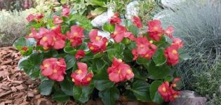 Begonia planten, groeien en verzorgen, hoe het zich voortplant