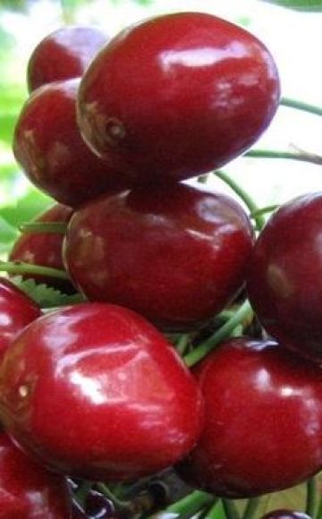 Description and characteristics of the Melitopol cherry variety, the subtleties of growing